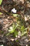 Southern butterwort